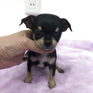 チワワ(スムース)【岡山県・男の子・2025年10月19日・ブラックタン】の写真「募集は14日までです」