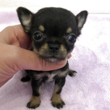 チワワ(スムース)【岡山県・女の子・2025年4月6日・ブラックタン】の写真「極小のブラックタンの女の子です」
