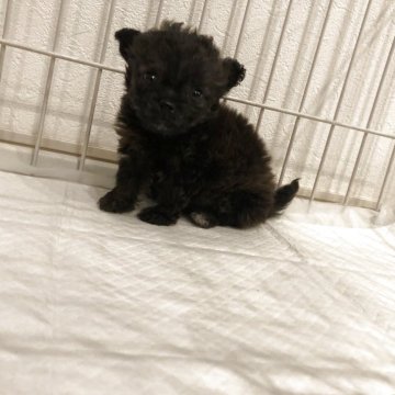 チワプー(チワワ×トイプードル)【岡山県・男の子・2025年10月1日・ブラックタン】の写真「募集は土曜日までです」