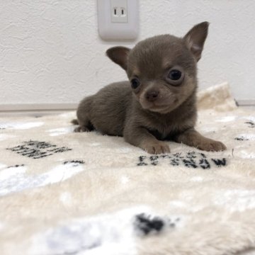 チワワ(スムース)【岡山県・男の子・2025年4月16日・イザベラタン】の写真「可愛いイザベラスムースの男のこです」