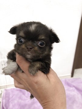 チワワ(ロング)【岡山県・女の子・2025年10月30日・チョコレートタン】の写真「のんびりさんな女の子」