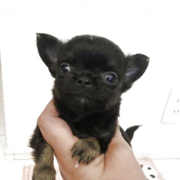 チワワ(ロング)【岡山県・男の子・2025年9月24日・ブラックタン】の写真「小さなブラックタン男の子です」