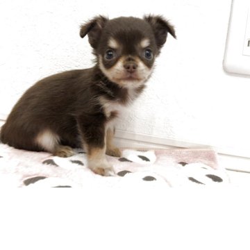 チワワ(ロング)【岡山県・女の子・2025年9月24日・チョコレートタン】の写真「可愛いチョコレートタンの女の子です。」