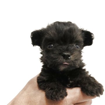 チワプー(チワワ×トイプードル)【岡山県・男の子・2025年10月1日・ブラックタン】の写真「可愛いブラックタンカラーの男の子です」