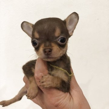 チワワ(スムース)【岡山県・男の子・2025年9月27日・チョコレートタン】の写真「募集は土曜日までです」