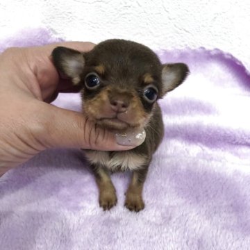 チワワ(スムース)【岡山県・男の子・2025年9月27日・チョコレートタン】の写真「小ぶりなチョコレートタンの男の子です」