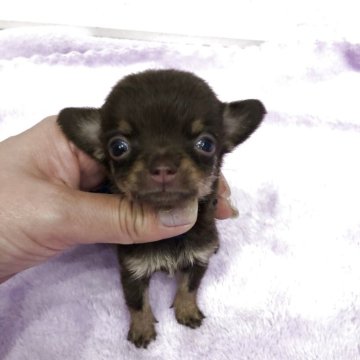 チワワ(スムース)【岡山県・男の子・2025年9月27日・チョコレートタン】の写真「小ぶりなチョコレートタン」