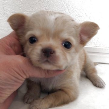 チワワ(ロング)【岡山県・男の子・2025年10月19日・クリーム】の写真「柔らかい印象のクリームの男の子です」