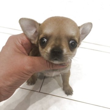 チワワ(スムース)【岡山県・女の子・2025年10月19日・フォーン】の写真「小ぶりな女の子。だんだん明るいカラーになります」