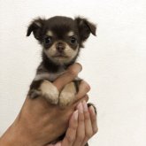 チワワ(ロング)