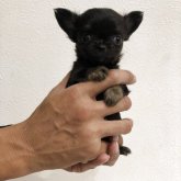 チワワ(ロング)