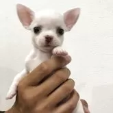 チワワ(スムース)