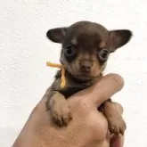 チワワ(スムース)