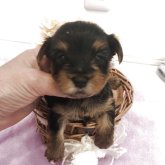 ヨークシャーテリア