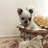 チワワ(ロング)