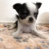 チワワ(ロング)