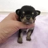 チワワ(スムース)