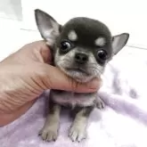 チワワ(スムース)
