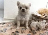 チワワ(ロング)