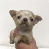 チワワ(ロング)