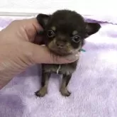 チワワ(スムース)