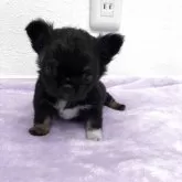 チワワ(ロング)