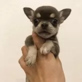 チワワ(スムース)