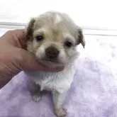 チワワ(ロング)