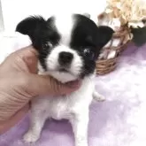 チワワ(ロング)