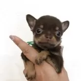 チワワ(スムース)