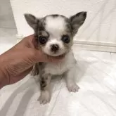 チワワ(ロング)