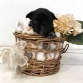 チワワ(ロング)