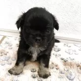 チワワ(ロング)