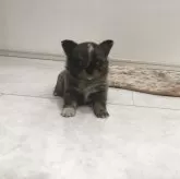 チワワ(ロング)