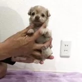 チワワ(ロング)