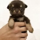 チワワ(ロング)