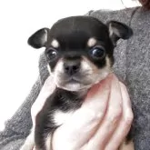 チワワ(スムース)