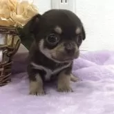 チワワ(スムース)