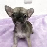 チワワ(スムース)
