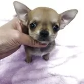 チワワ(スムース)