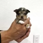 チワワ(スムース)