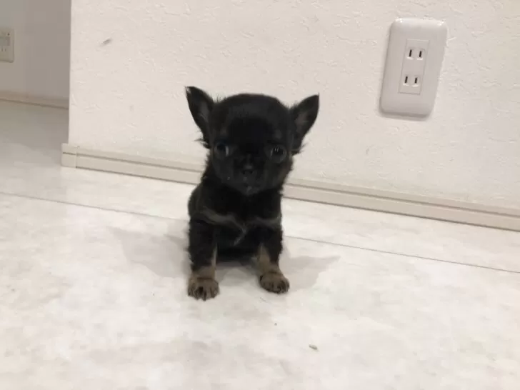 チワワ(ロング)【岡山県・男の子・2025年9月24日・ブラックタン