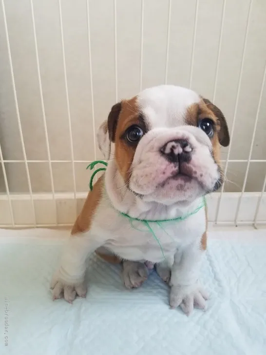 ダルマ 様のお迎えした子犬