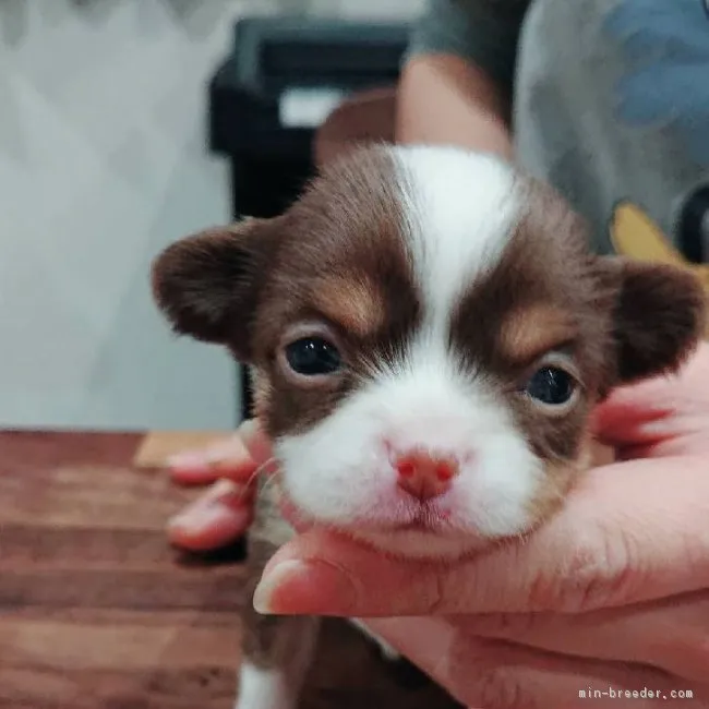 ID：1901-01283の子犬