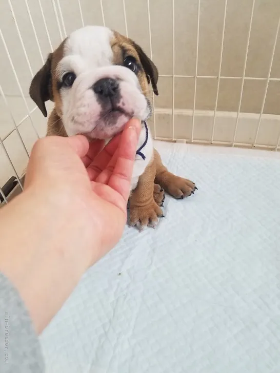 ngm 様のお迎えした子犬