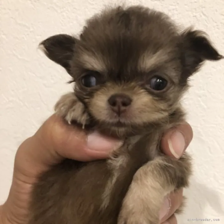 ID:2309-01230の子犬