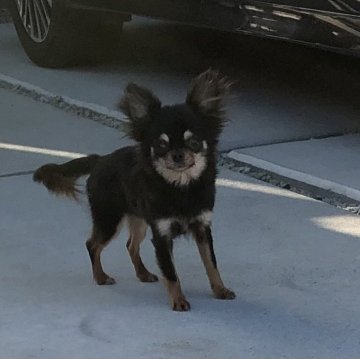 チワワ(ロング)【岡山県・女の子・2022年12月25日・ブラックタン】の写真「小さい小さい女の子です」