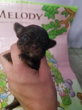 チワワ(ロング)【岡山県・女の子・2020年12月20日・チョコタン】の写真「可愛い濃いチョコタンです」