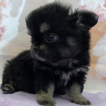 チワワ(ロング)【岡山県・男の子・2024年5月17日・ブラックタン】の写真「募集は12日までです」