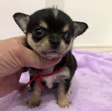 チワワ(スムース)【岡山県・女の子・2023年12月27日・ブラックタン】の写真「はっきりしたお顔の女の子」